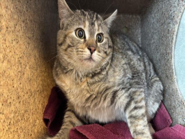 DOMINO - Domestic Short Hair available for adoption