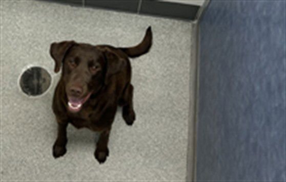 CHER - Labrador Retriever available for adoption