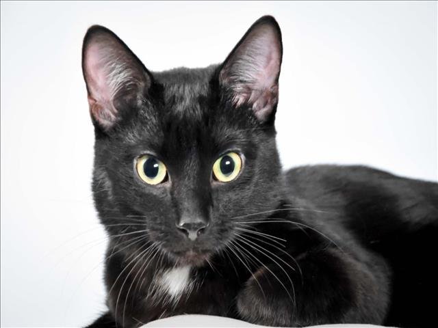 LILO - Domestic Short Hair available for adoption