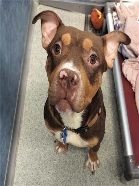 BROWNIE - Pit Bull Terrier available for adoption