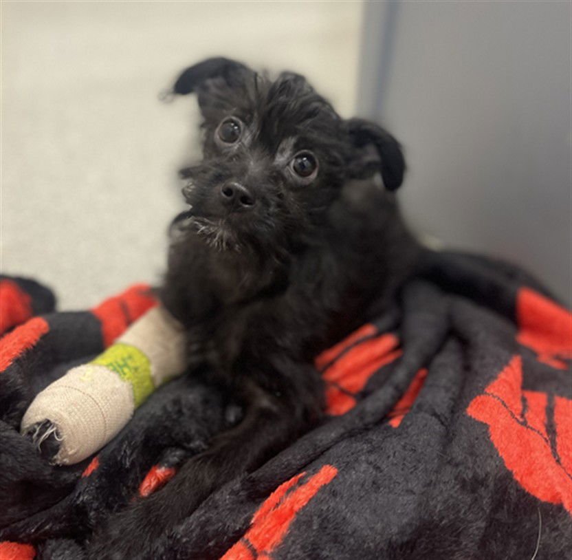 CHAD - Cairn Terrier / Poodle (Miniature) available for adoption