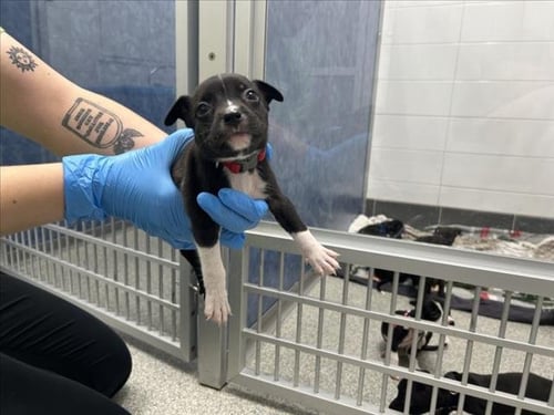 GEORGE MICHAEL - Chihuahua / Pit Bull Terrier available for adoption