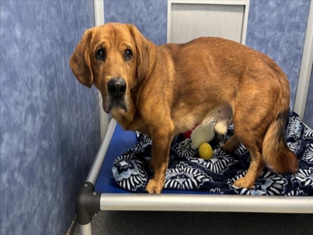 SHADOW - Basset Hound / Labrador Retriever available for adoption