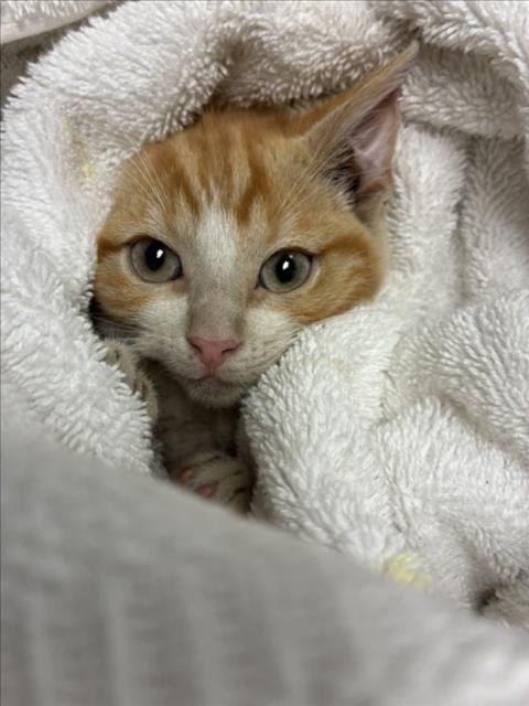 SHANDY - Domestic Short Hair for adoption in Fort Collins
