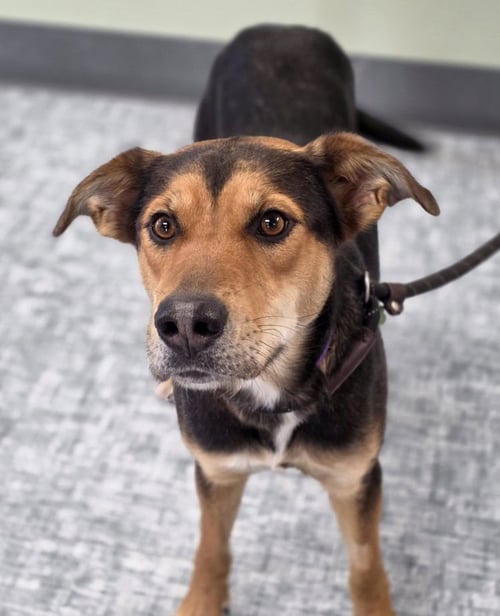 SCOUT - Siberian Husky available for adoption