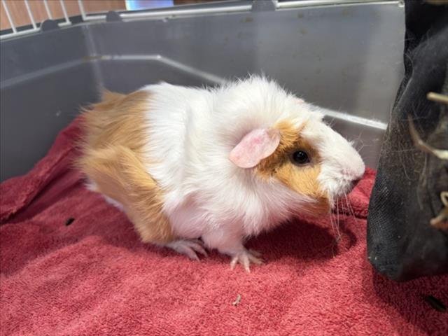SCOTCH - Guinea Pig available for adoption