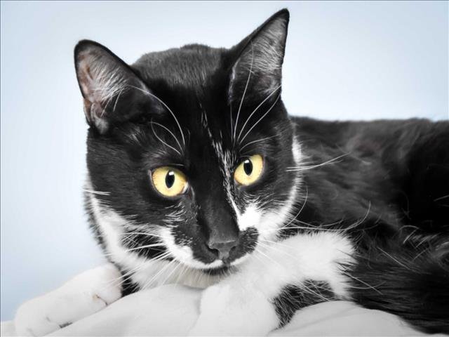 MABEL - Domestic Short Hair available for adoption