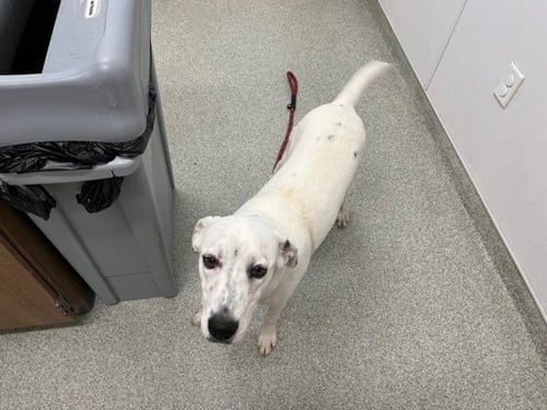 ELSA - Australian Cattle Dog/Blue Heeler available for adoption