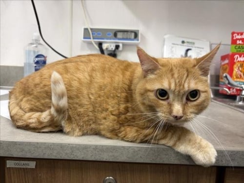 HAZEL - Domestic Short Hair available for adoption