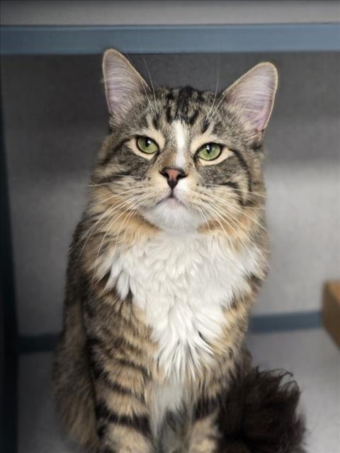 BLAZE - Domestic Medium Hair available for adoption