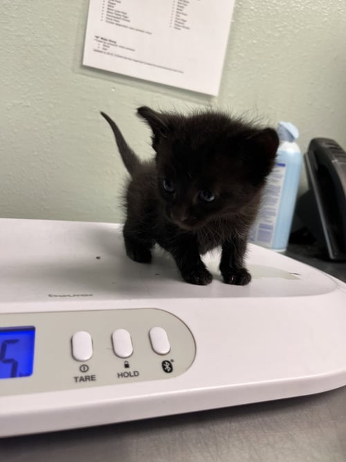 LINUS - Domestic Short Hair available for adoption