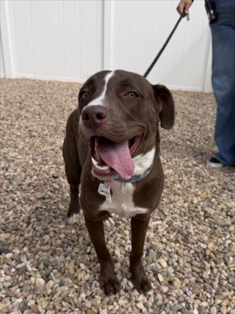 PEBBLES - American Pit Bull Terrier available for adoption