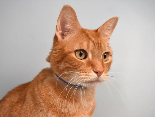 MOOKIE - Domestic Short Hair available for adoption