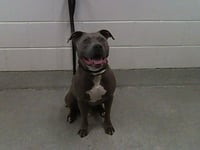 BEEFCAKE - Photo 1