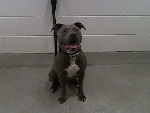 BEEFCAKE - Pit Bull Terrier available for adoption