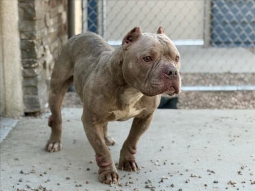 TORO - Staffordshire Bull Terrier available for adoption