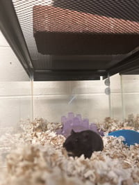 CHONKY - Photo 1