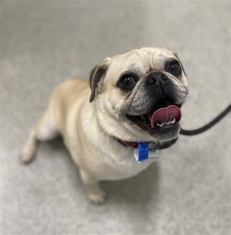 CHATO - Pug available for adoption