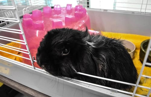 TILLY - Longhaired Rabbit / Holland Lop available for adoption