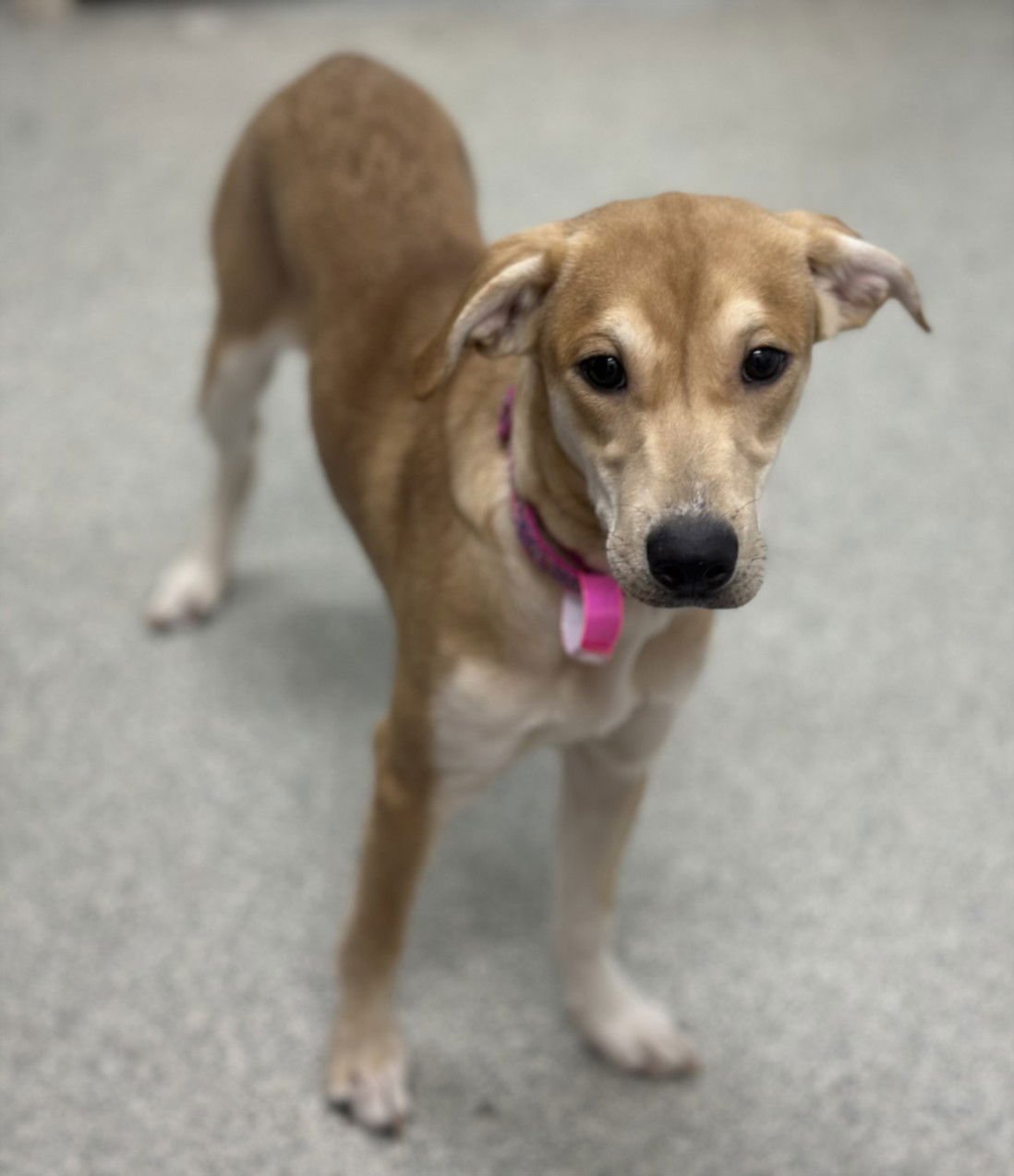 PRINCESS - Labrador Retriever available for adoption