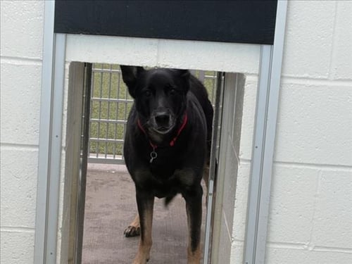 BELLA - German Shepherd Dog available for adoption
