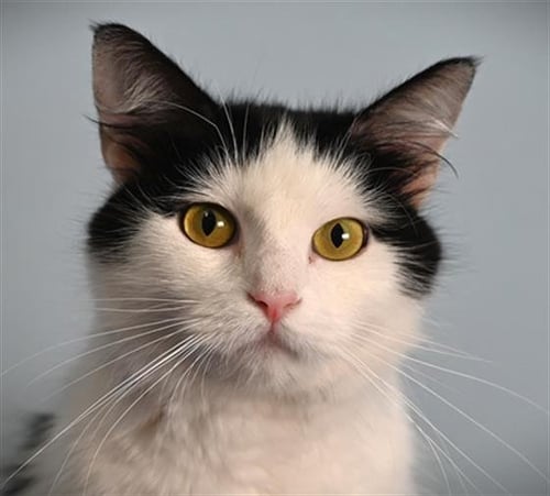 DIBS - Domestic Medium Hair available for adoption