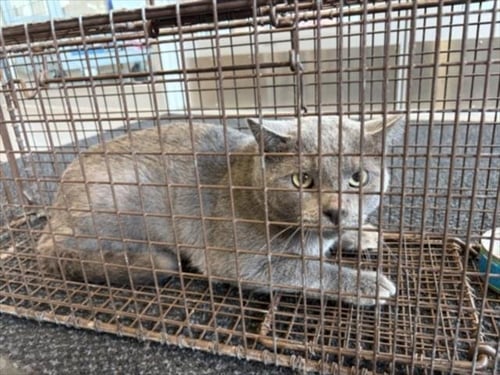 POE - American Shorthair available for adoption