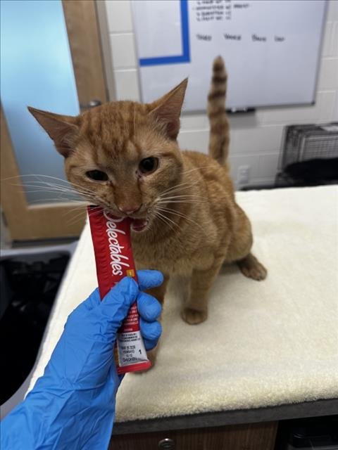 TIGGER - Domestic Short Hair available for adoption