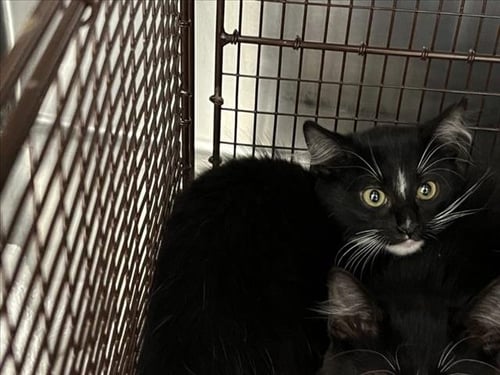 CHIPS - Domestic Short Hair available for adoption