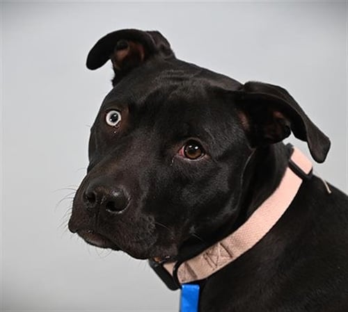 LATSO - Labrador Retriever / Pit Bull Terrier available for adoption