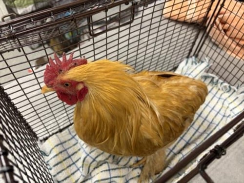 GOLDENEYE - Chicken available for adoption