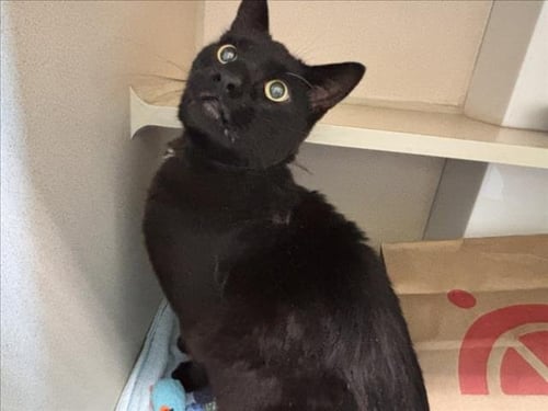 EDUARDO - Domestic Short Hair for adoption in Fort Collins