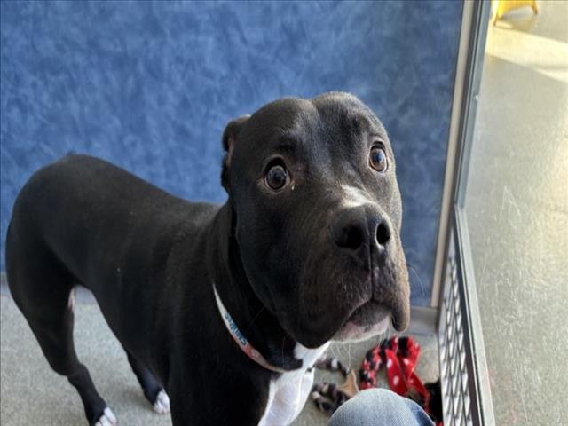 DEUCE - Pit Bull Terrier available for adoption