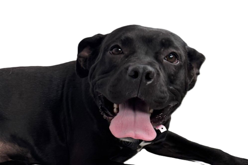 SHADOW - American Pit Bull Terrier available for adoption