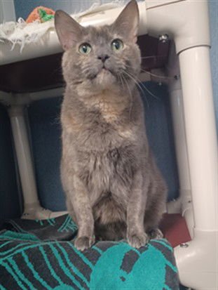 RIVER - Domestic Short Hair available for adoption