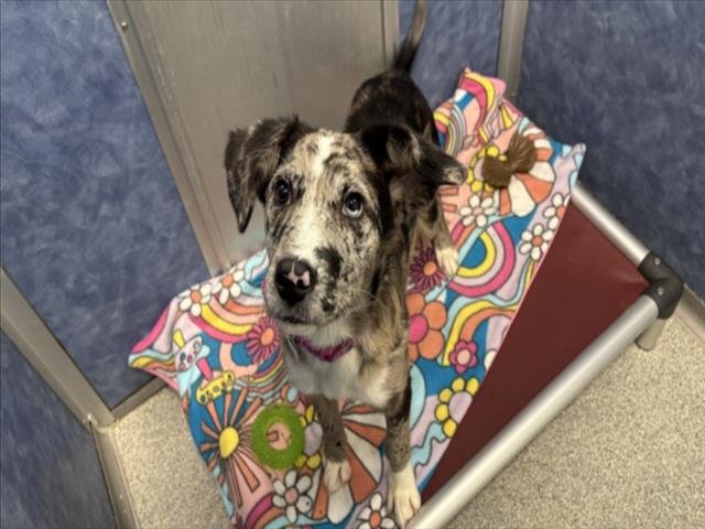 PEPPER - Australian Cattle Dog/Blue Heeler available for adoption