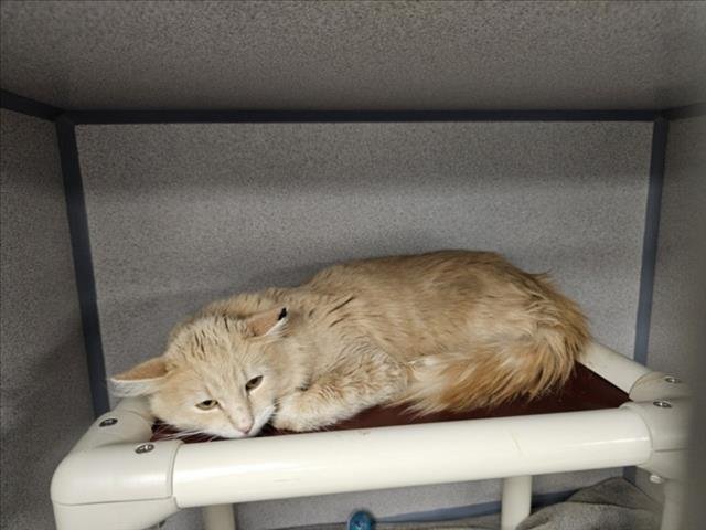 OBASI - Domestic Short Hair available for adoption