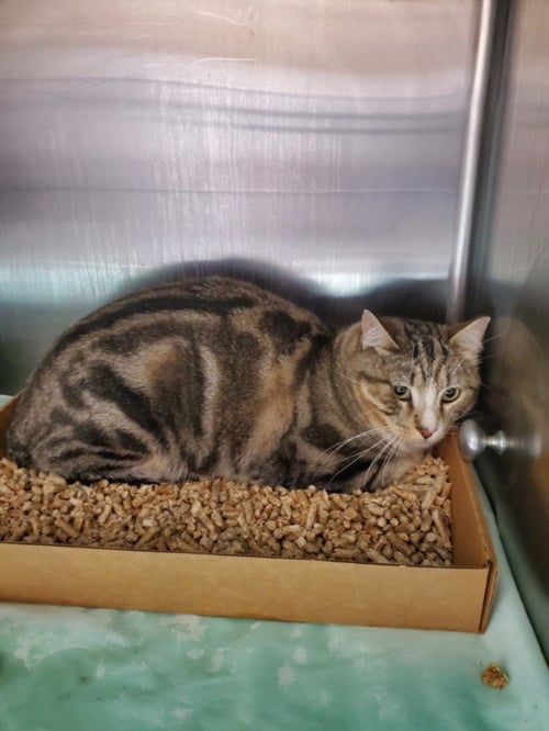 VIRGIL - Domestic Short Hair available for adoption