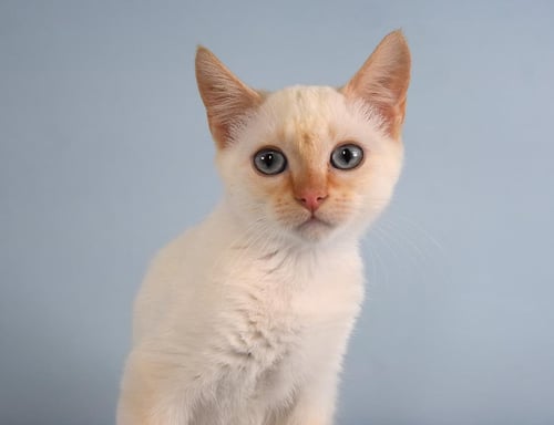 CLEMENTINE - Siamese available for adoption