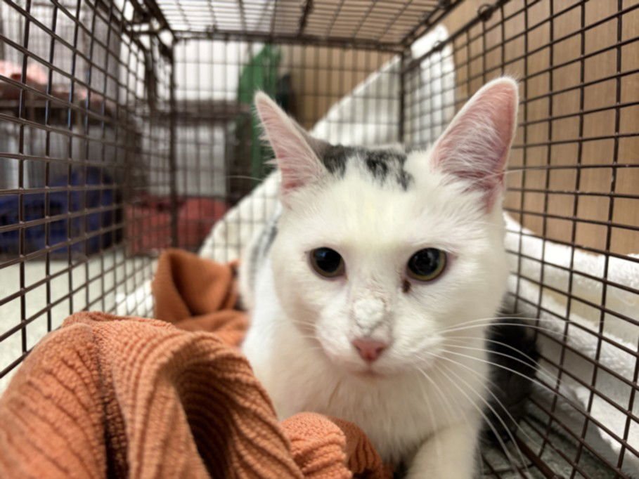 QUEEN - Domestic Short Hair available for adoption