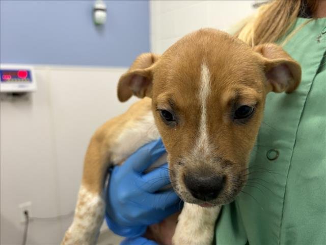 TIGGER - German Shorthaired Pointer available for adoption