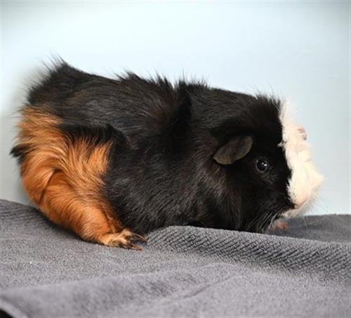 CRASH - Guinea Pig available for adoption