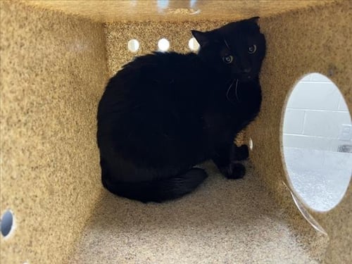 CHERRY - Domestic Short Hair for adoption in Fort Collins