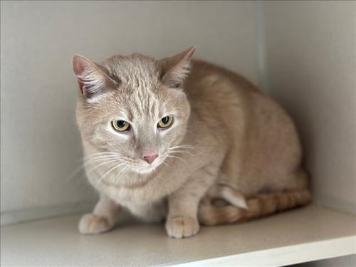 THEODORE - Domestic Short Hair available for adoption