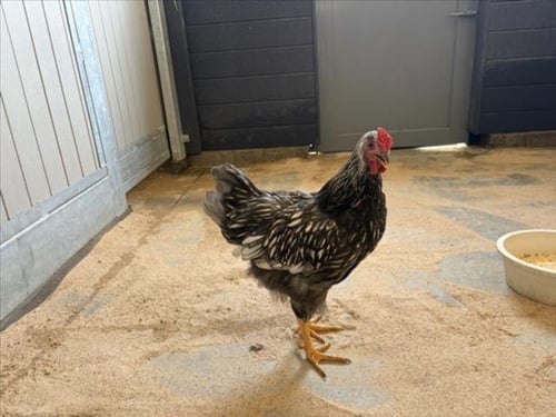BOB - Chicken available for adoption