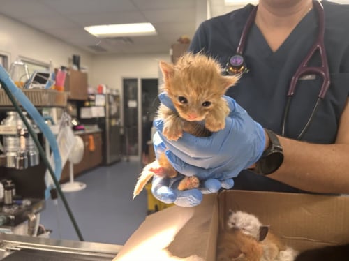 CARAMEL - Domestic Short Hair available for adoption