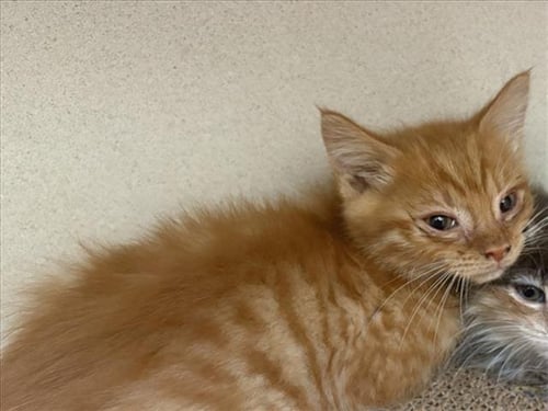 APPA - Domestic Medium Hair available for adoption