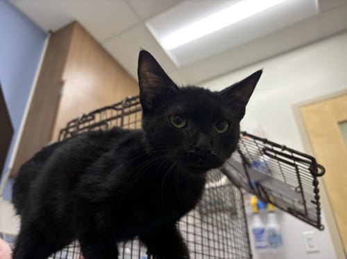 FUDGESICLE - Domestic Short Hair available for adoption