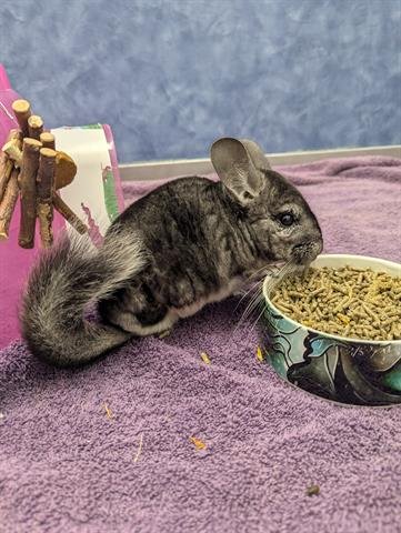 CHILLY - Chinchilla available for adoption