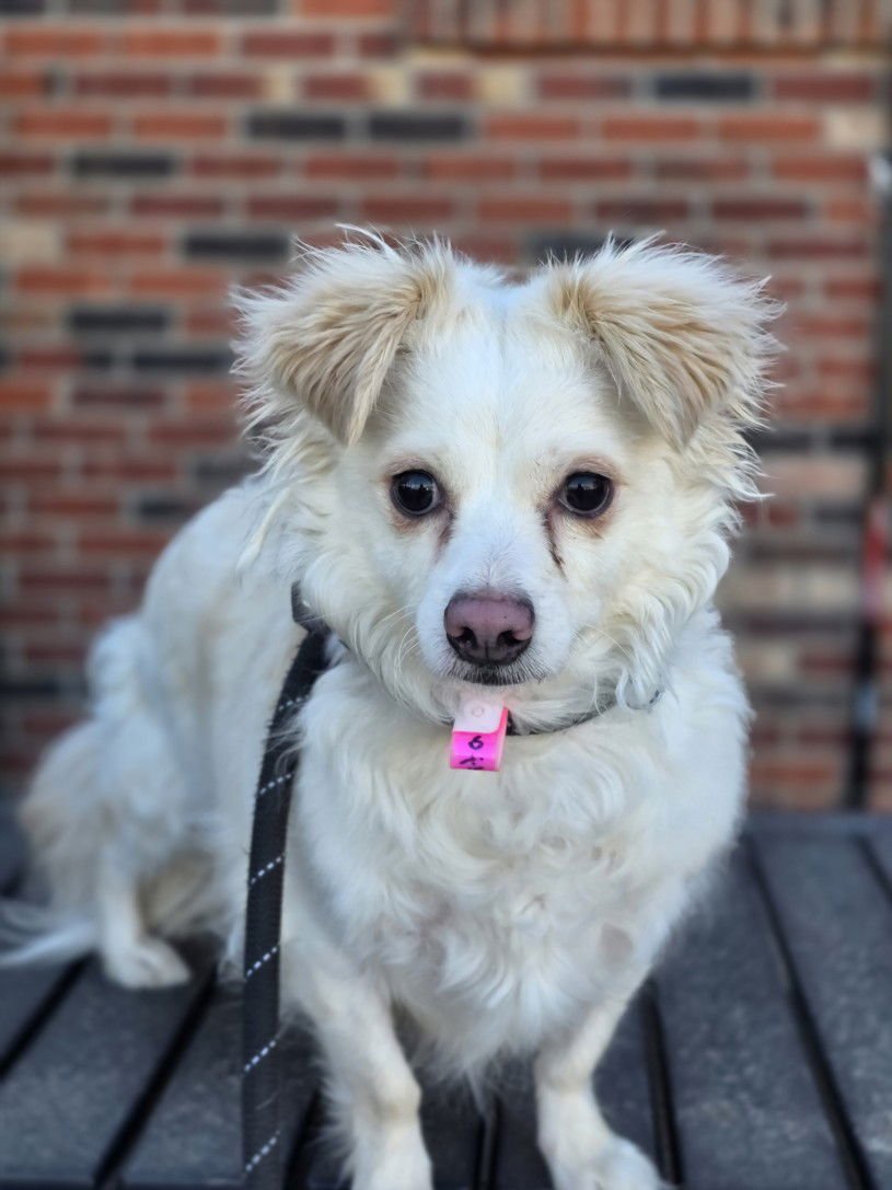 CHISPITA - Chihuahua / Pomeranian available for adoption